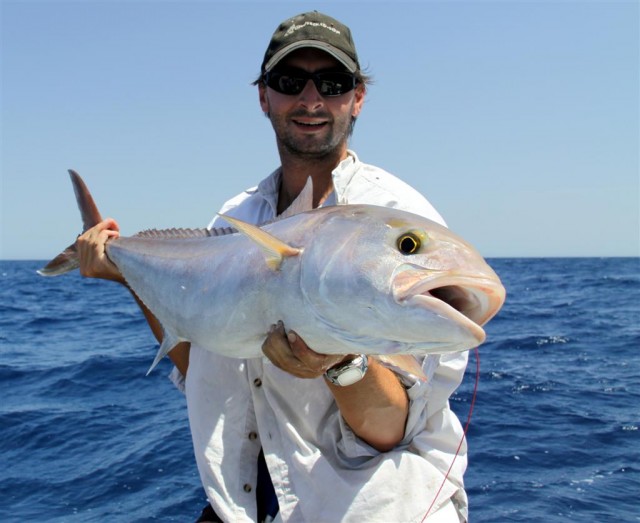 Fun sized Amberjack